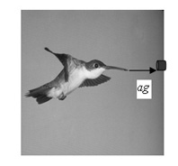 Site Graphic