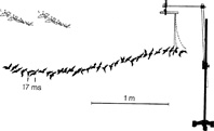 Site Graphic