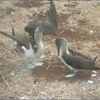 Blue-footed boobies: courtship dance